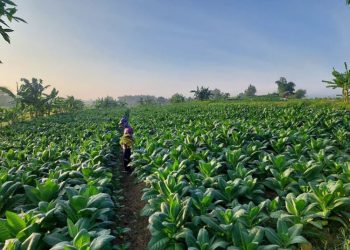 Kenaikan Harga Tembakau Tak Bisa Dinikmati Semua Petani Rembang, Ini Alasannya - Harianmuria Kenaikan Harga Tembakau Tak Bisa Dinikmati Semua Petani Rembang, Ini Alasannya