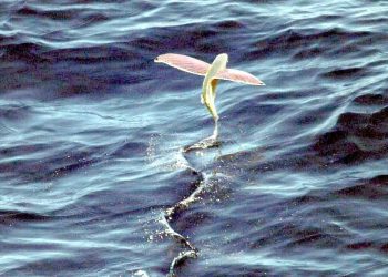 Ilustrasi ikan terbang (flying fish) yang menjadi salah satu komoditas perikanan unggulan asal Sulawesi Selatan dengan jangkauan ekspor hingga menembus kawasan Karibia.