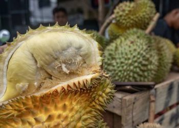 Potensi durian Sulteng.