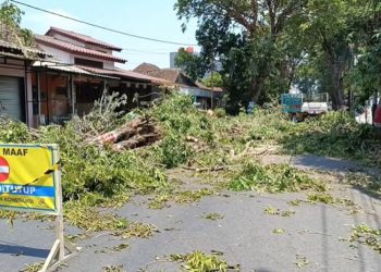 Proyek Drainase Purwodadi Korbankan 648 Pohoh, PUPR Grobogan Beri Penjelasan