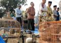 Hewan Ternak Turut Dibawa saat Shalat Istisqa di Grobogan, Ini Maknanya